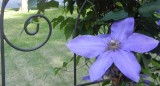 Blue Clematis.jpg