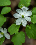 Rue Anemone 