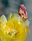  Prickly Pear Flower  Bud
