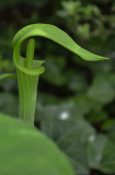 Jack in Pulpit.jpg