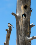 Tree Swallows-.JPG