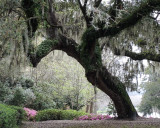 Middleton Live Oak