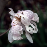 Magnolia Blossom After Rain