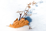 Oak Leaf in Winter 