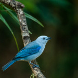 Blue Tanager 