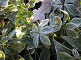 January Frost 2015.jpg