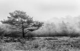 Foggy Afternoon.jpg