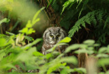 Tengmalms Owl / Pärluggla (Aegolius funereus)
