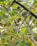 Yellow-browed Warbler / Taigasångare (Phylloscopus inornatus)