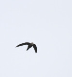 Pallid Swift / Blek tornseglare (Apus pallidus)