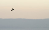 Pallid Swift / Blek tornseglare (Apus pallidus)