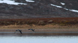 Black-throated Diver / Storlom (Gavia arctica)