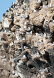 Kittiwake / Tretåig mås (Rissa tridactyla)