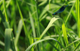 Calopterus splendens / Blåbandad jungfruslända 