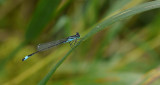 Ischnura elegans / Större kustflickslända