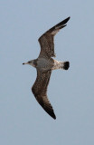 Larus argentatus 2cy