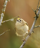 Goldcrest / Kungsfågel (Regulus regulus)