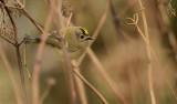 Goldcrest / Kungsfågel (Regulus regulus)