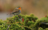 Robin / Rödhake (Erithacus rubecula)