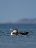 White-billed Diver / Vitnäbbad islom (Gavia adamsii)