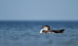 White-billed Diver / Vitnäbbad islom (Gavia adamsii)