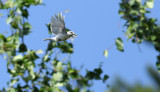 Azure Tit / Azurmes (Cyanistes cyanus)