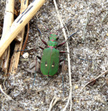 green tiger beetle