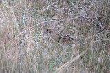 lapland bunting 12/10/2013