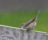 barred warbler