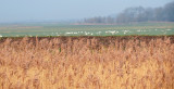 whooper swans near Lakenheath