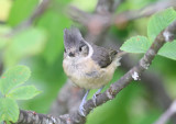 grey-crested tit (Lophophanes dichrous)