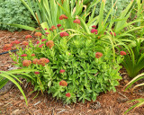 Autumn Joy Sedum #799 (0721)