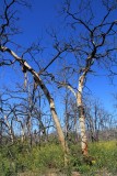 bastrop state park 2.JPG