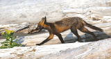Pops-out-when-we-arrive-katmai-NP-by-plane