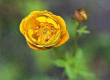 Alaska-wild-flower-2014.gif
