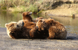 Mom-and-Cub.gif
