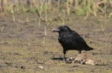 Zwarte kraai / Carrion crow
