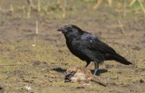 Zwarte kraai / Carrion crow