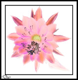 Succulent Flower Digital Painting.