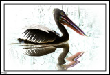 Painted Pelican.