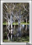 Spring Flood Reflections.