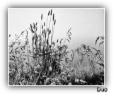 Grass In The Early Morning Fog.