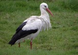 Ooievaar (White Stork)