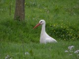 Ooievaar (White Stork)