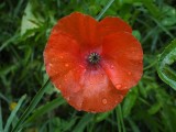 Klaproos (Papaver) - Poppy