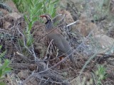 Rode Patrijs (Red-legged Partridge)