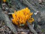 Kleverig Koraalzwammetje (Calocera viscosa)