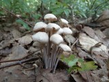 Bundelcollybia (Collybia confluens)