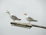 Zilvermeeuw (Herring Gull)