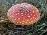 Vliegenzwam (Amanita muscaria)